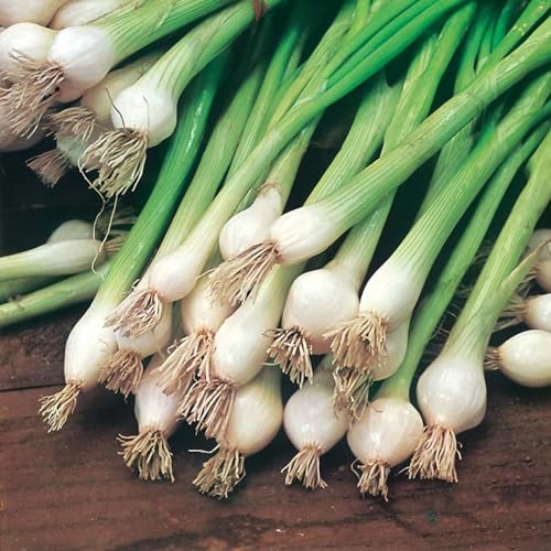 Mr Fothergill's 10890 Vegetable Seeds, Onion (Spring) White Lisbon