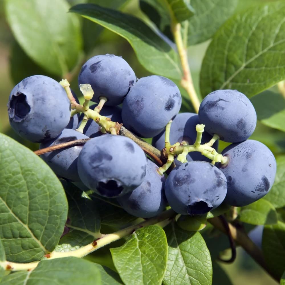 Blueberry ‘ Bluecrop’ & Seed Collection Garden Fruiting & Vegetable Seed Selection Easy to Grow Your Own Hardy Shrub Ideal for Patio Display 3X 9cm Pot + 5X Veg Seeds by Suttons