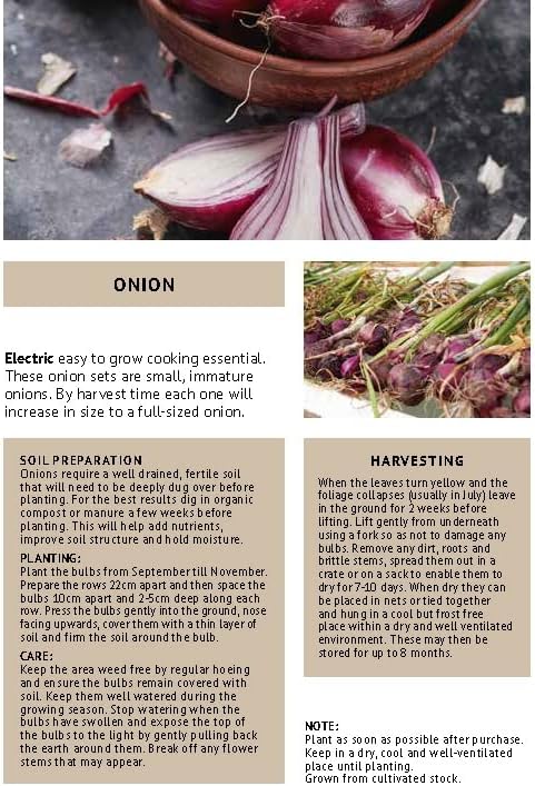 Red Winter Onion Sets - 250grams - Bulb Size 14/21 - Grow Your Own Onions – for Cooking, Salads, Garnish & Casseroles – Ready to Plant Now - By Jamieson Brothers