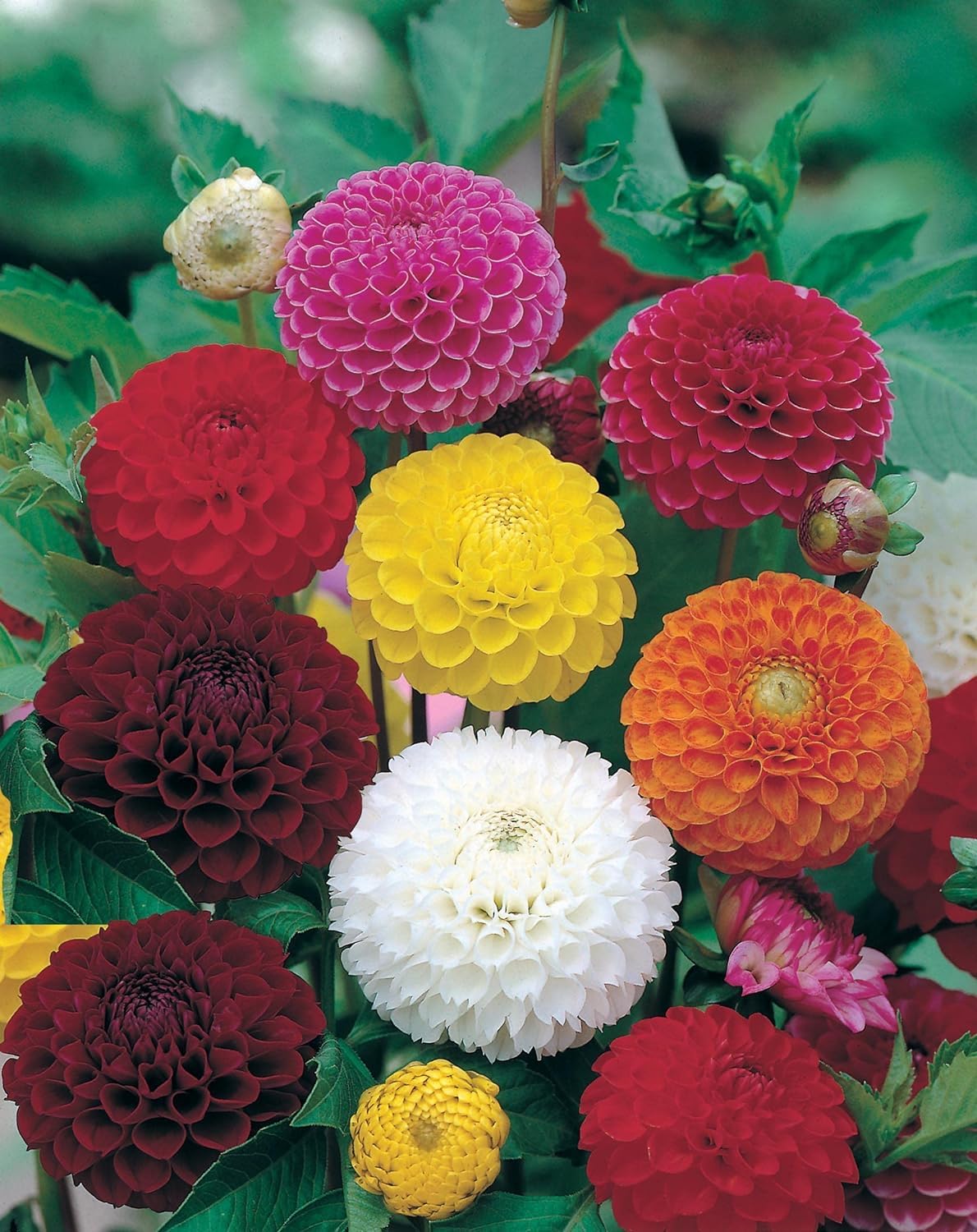 Mr Fothergill's 14600 Dahlia Pompon Mixed Flower Seeds