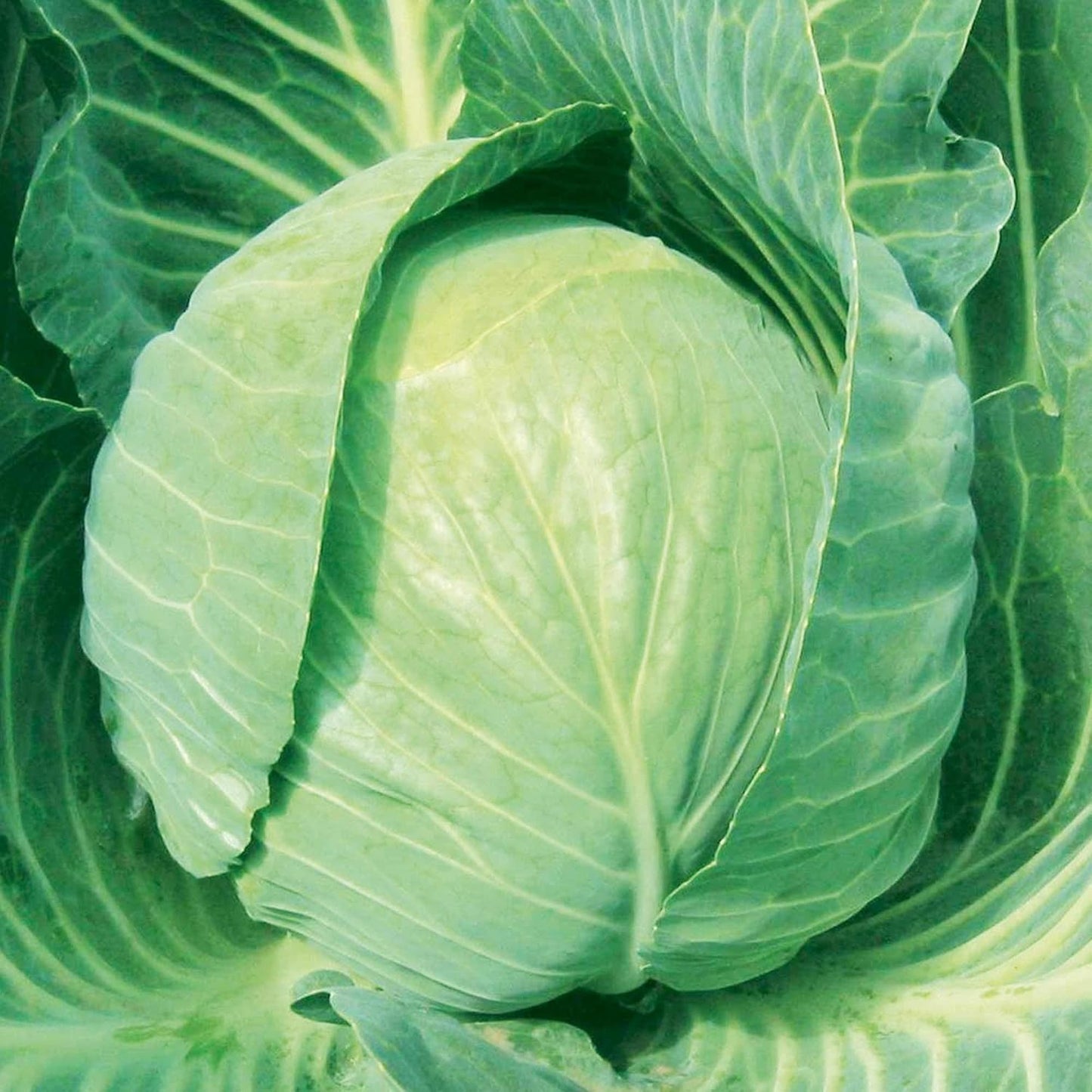 Suttons Cabbage Seeds F1 Mozart, Vegetable Seed, Approx. 45 Seeds per Pack, Grow Your own, Ideal for Beds and Borders