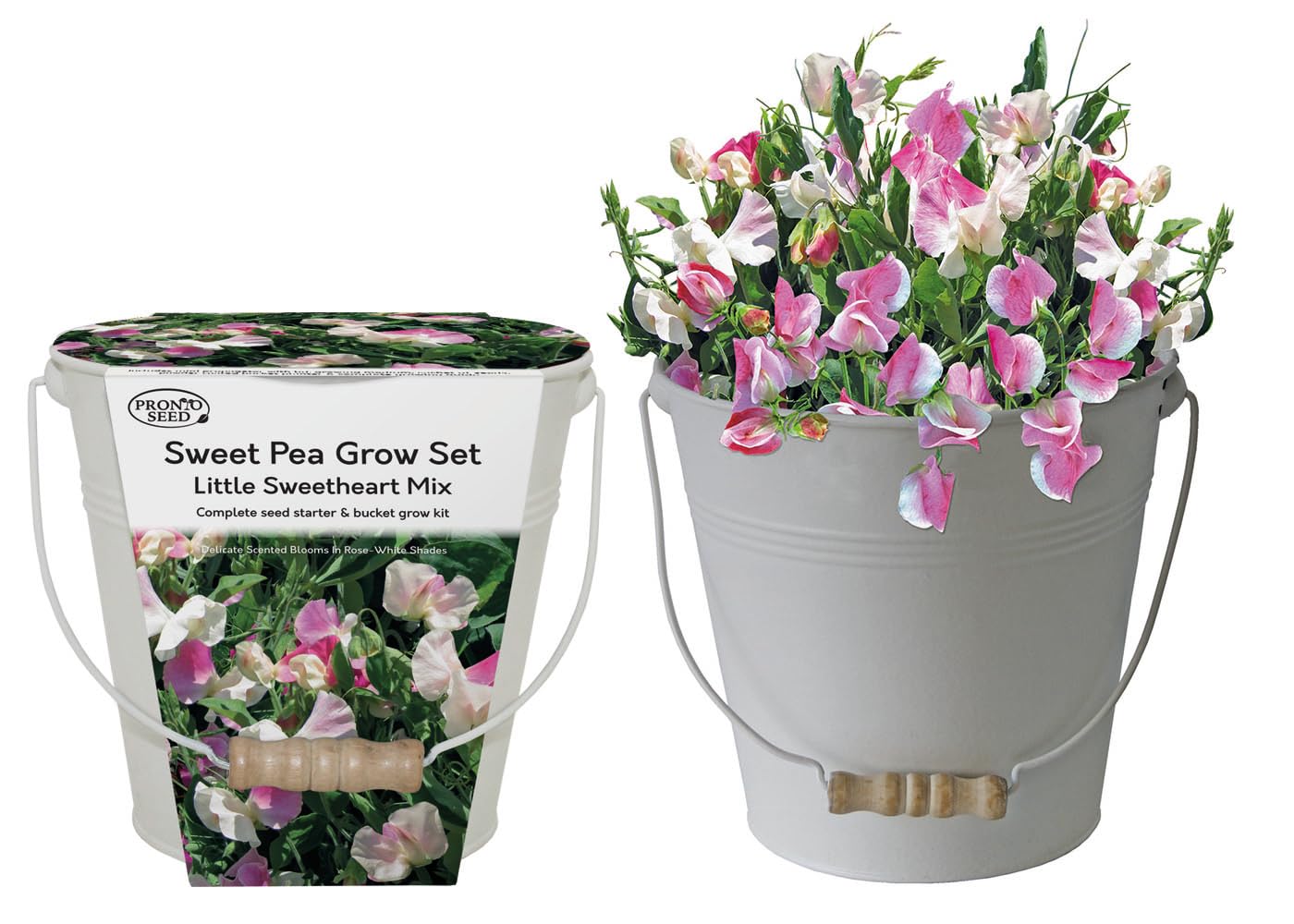 Pronto Seed Sweet Pea Little Sweetheart Mixed Flower Seeds Grow Your Own Flowers Kit with Decorative Cream Bucket Planter Gardening Gifts for Women and Men