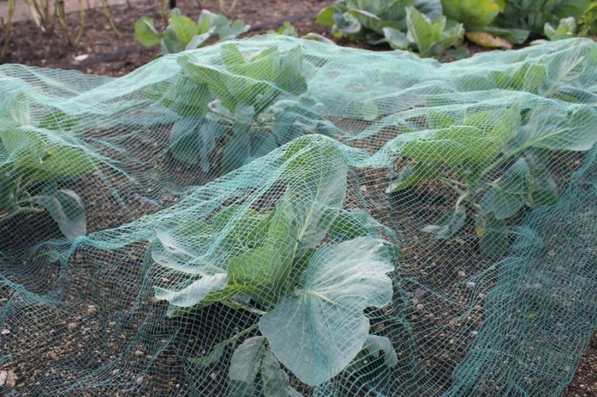 Gardening Naturally Soft Green Anti Butterfly Netting for Garden Fruit Crop Protection (2m x 5m)