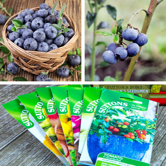 Blueberry ‘ Bluecrop’ & Seed Collection Garden Fruiting & Vegetable Seed Selection Easy to Grow Your Own Hardy Shrub Ideal for Patio Display 3X 9cm Pot + 5X Veg Seeds by Suttons