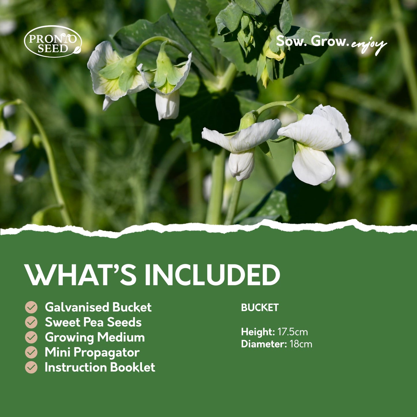 Pronto Seed Sweet Pea Little Sweetheart Mixed Flower Seeds Grow Your Own Flowers Kit with Decorative Cream Bucket Planter Gardening Gifts for Women and Men