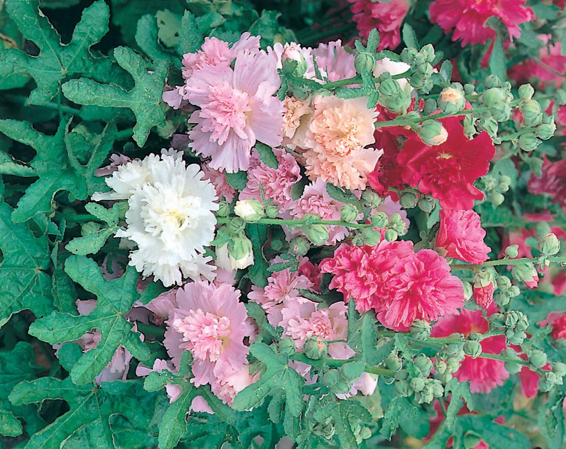 Mr Fothergill's 12354 Flower Seeds, Hollyhock Majorette Mixed