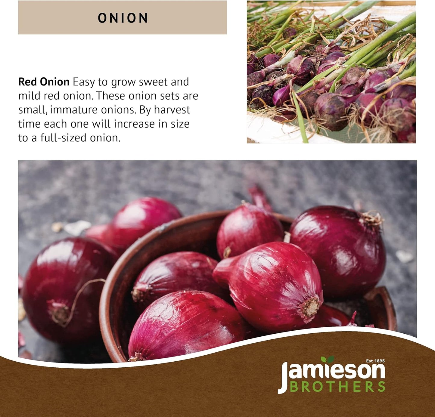 Red Winter Onion Sets - 250grams - Bulb Size 14/21 - Grow Your Own Onions – for Cooking, Salads, Garnish & Casseroles – Ready to Plant Now - By Jamieson Brothers