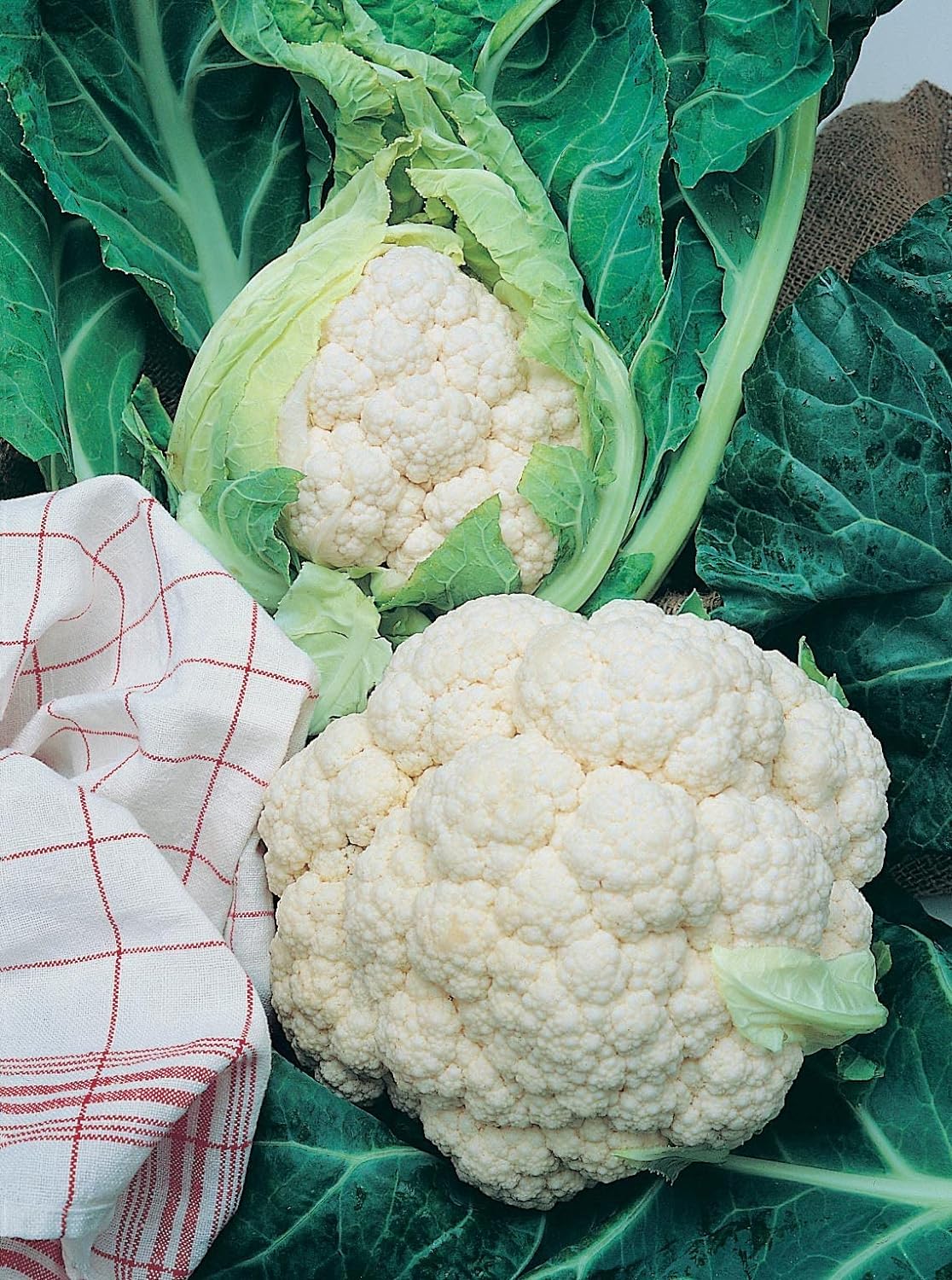 Mr Fothergills Seeds Ltd 10401 Vegetable Seeds, Cauliflower All The Year Round, White