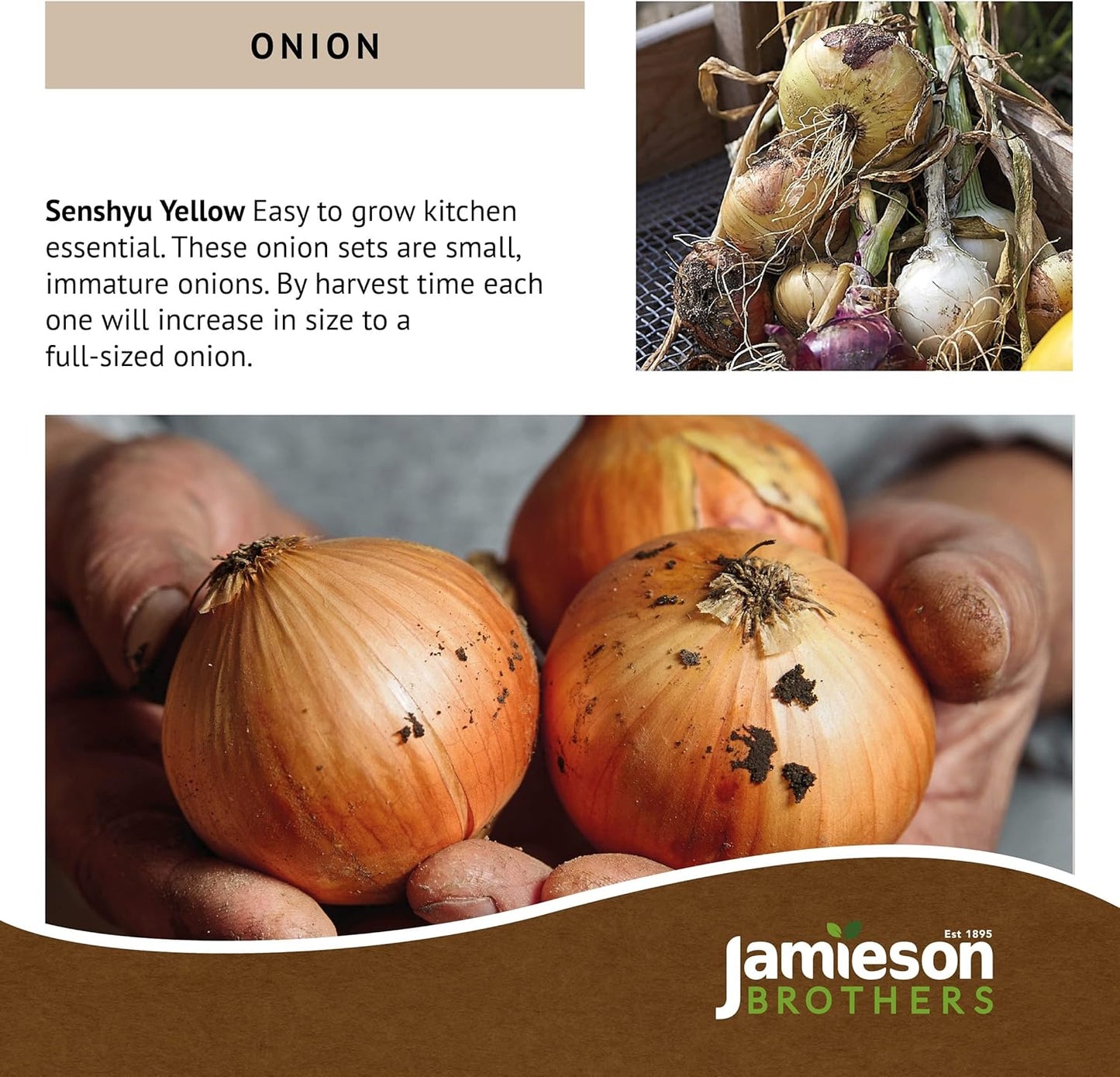 Senshyu Winter Onion Sets (250gm) by Jamieson Brothers - Bulb Size 14/21