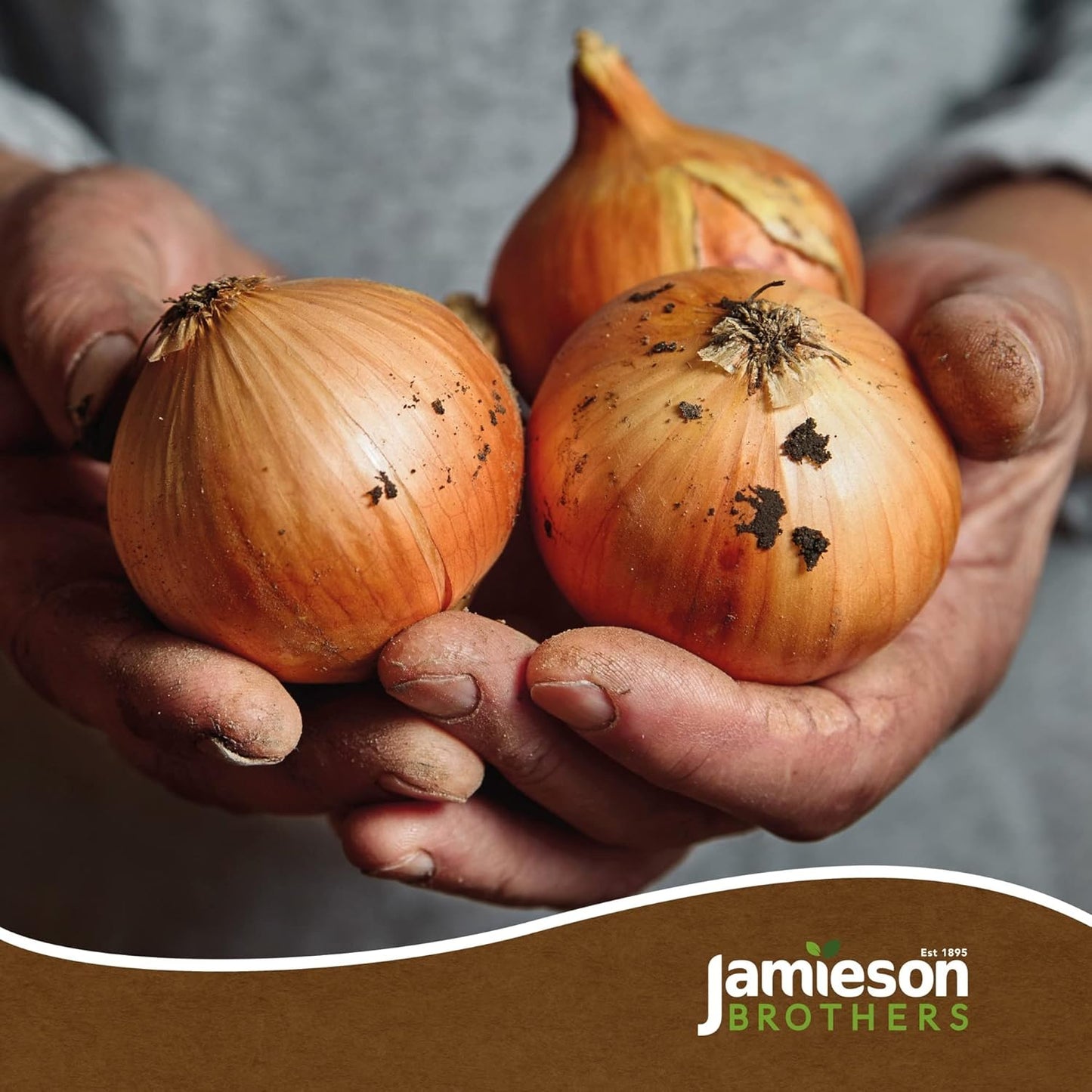 Mixed Winter Onion Sets 3x250gm (Radar, Senshyu and Red Winter) by Jamieson Brothers® - Bulb Size 14/21