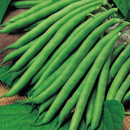 Suttons Bean (Climbing French) Seeds Cobra, Vegetable Seed, Approx. 70 Seeds per Pack, Grow Your own, Ideal for Beds and Borders