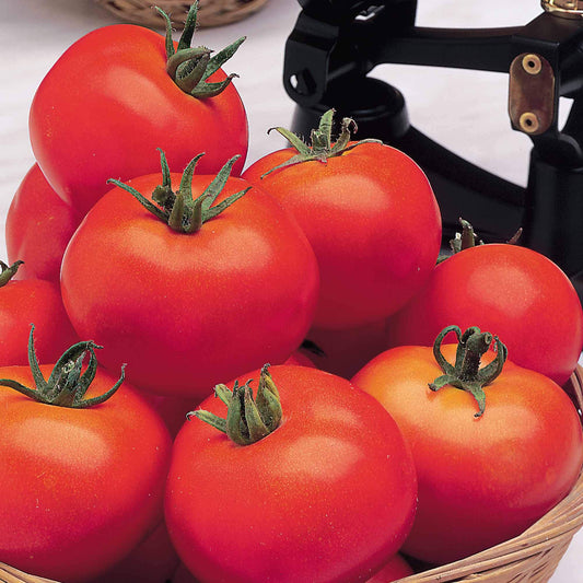 Suttons Tomato Seeds - Moneymaker, Tomato Seeds, Lycopersicon, 50 Seeds per Pack, Grown Your own, Ideal for Container, beds and Boarders and greenhouses