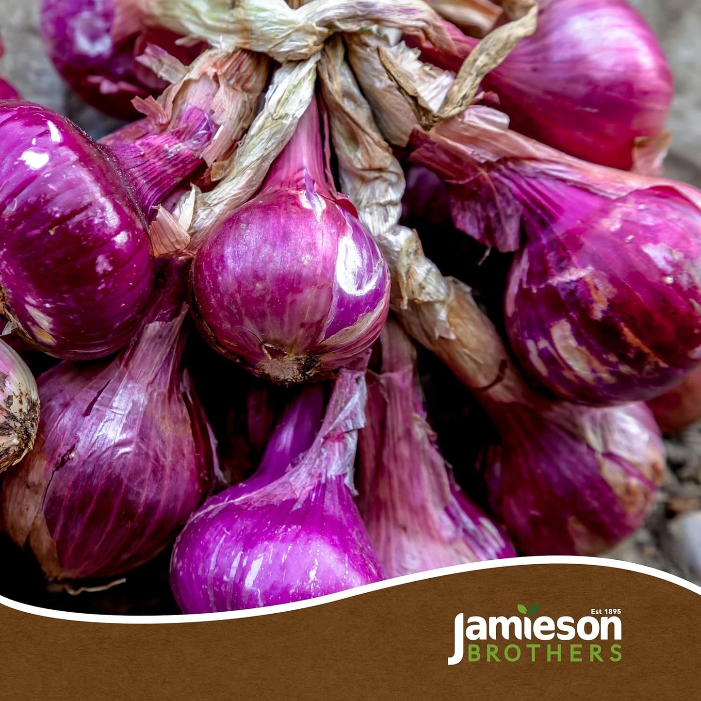 Red Winter Onion Sets - 250grams - Bulb Size 14/21 - Grow Your Own Onions – for Cooking, Salads, Garnish & Casseroles – Ready to Plant Now - By Jamieson Brothers