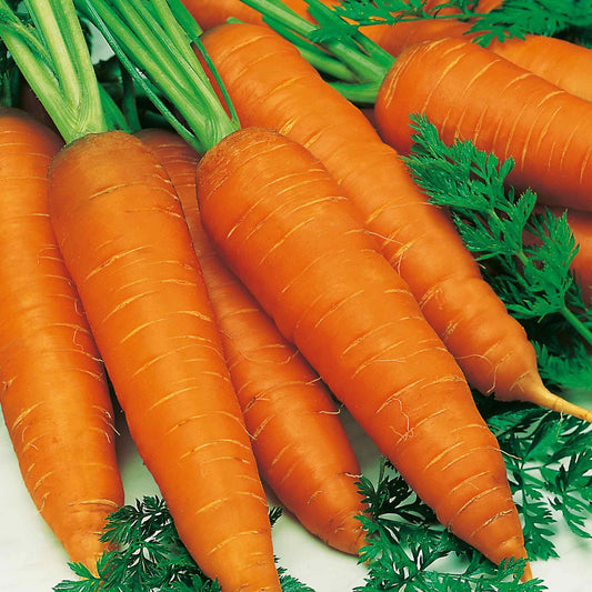 Suttons Carrot Seeds - Autumn King 2, Vegetable Seed, Approx. 1100 Seeds per Pack, Grow Your own, Ideal for Beds and Borders and Greenhouses