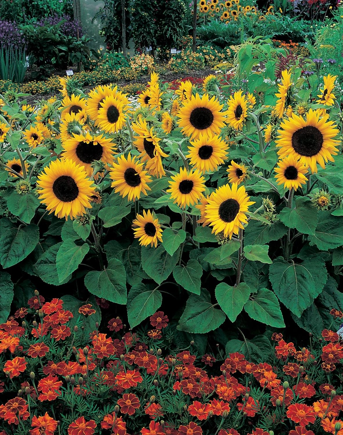 Mr Fothergill's 24272 Flower Seeds, SUNFLOWER Little Dorrit F1, Yellow