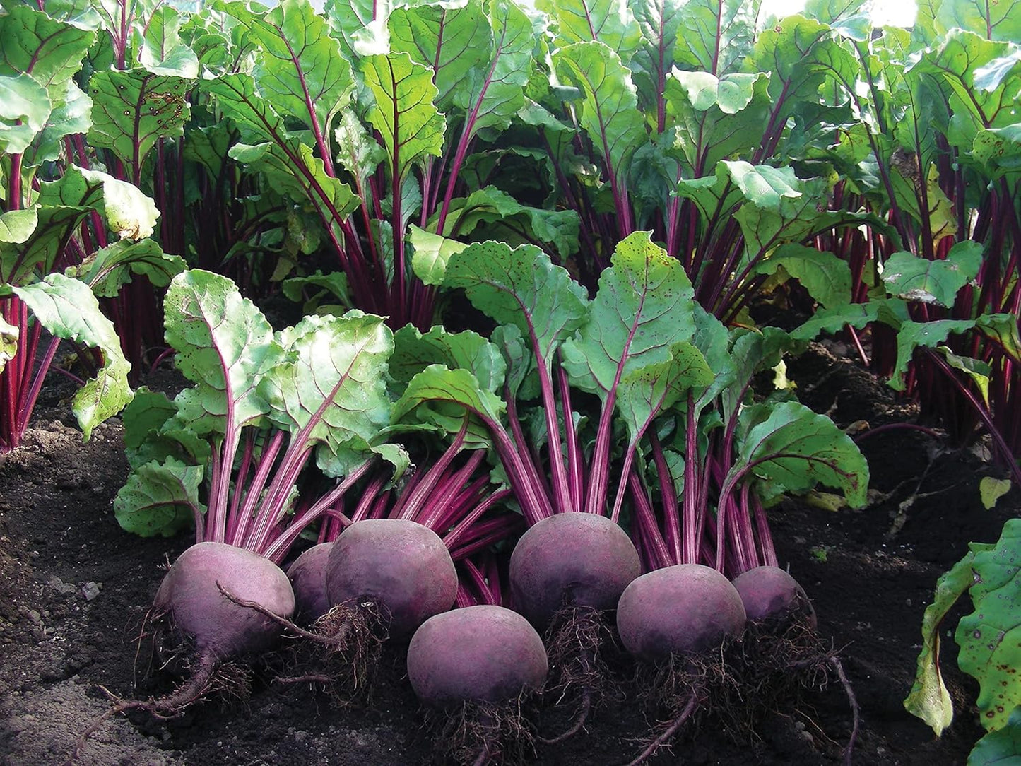 Mr Fothergill's - Beetroot Moulin Rouge Seeds