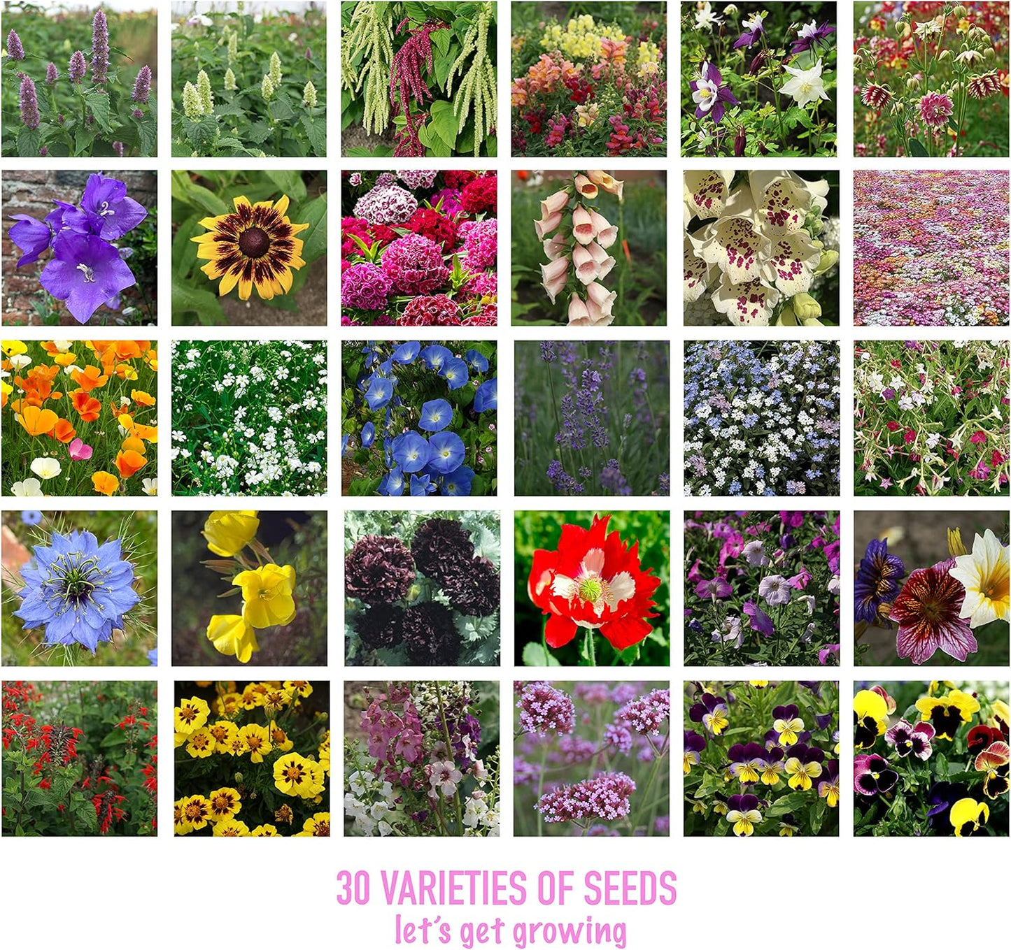 Scott&Co. Flower Seed Variety Pack - 30 Different Varieties of Flower Seeds to Grow Your Own. Butterfly and Bee Attracting, Grow Indoor and Outdoor. Gardening Gifts for Women and Men