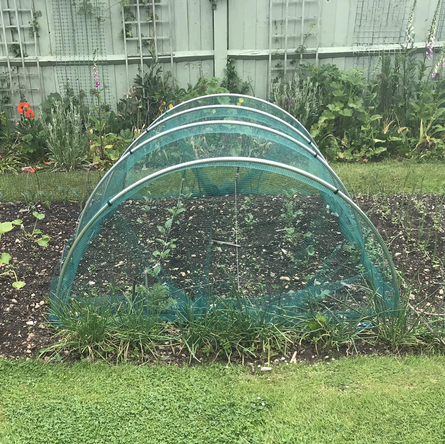 Gardening Naturally Soft Green Anti Butterfly Netting for Garden Fruit Crop Protection (2m x 5m)